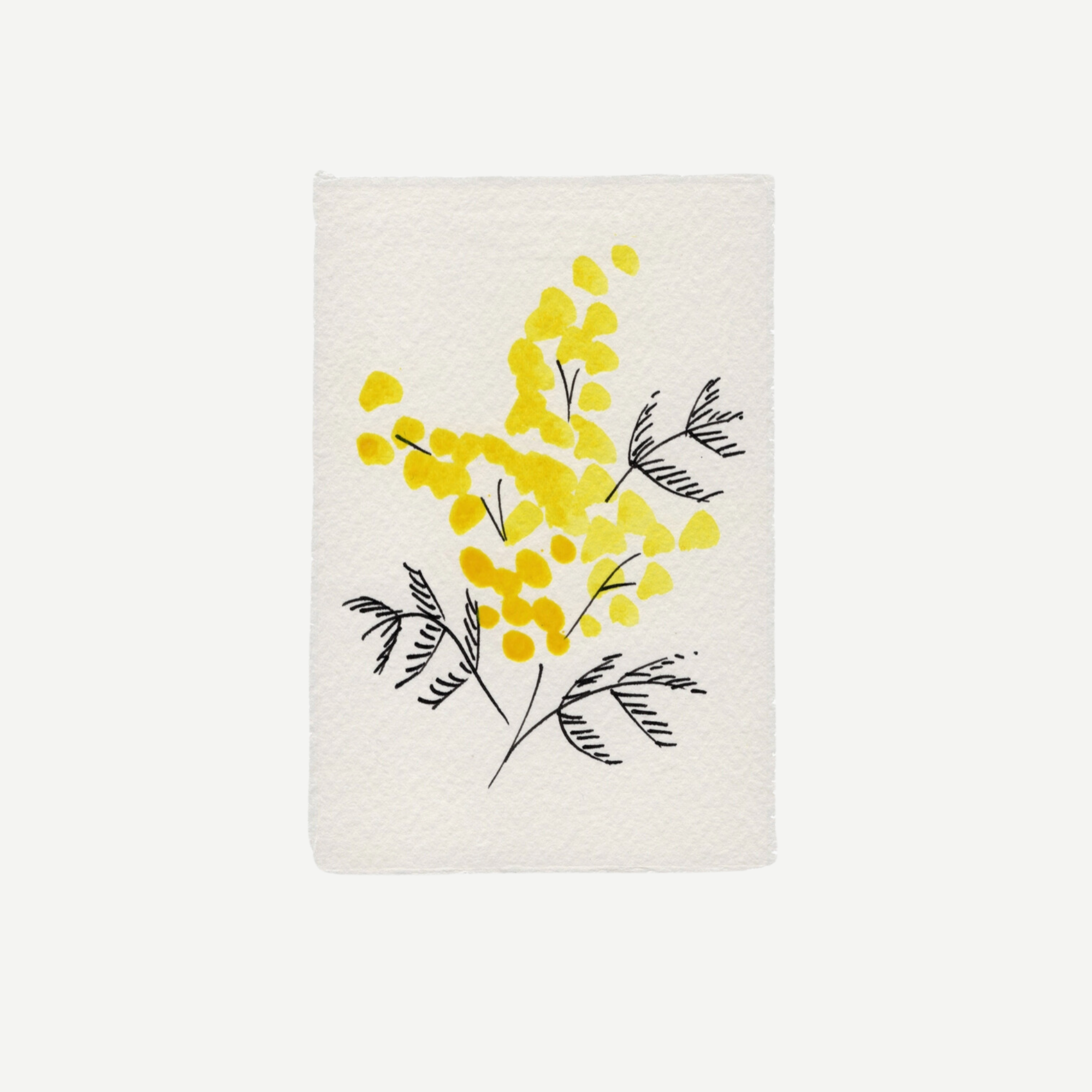 Mimosa (Language of Flowers Collection)