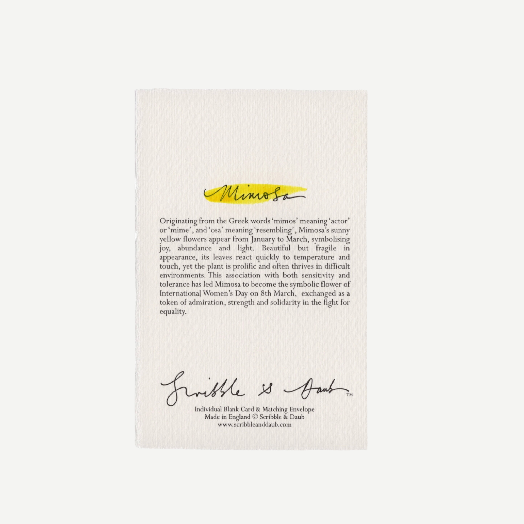 Mimosa (Language of Flowers Collection)