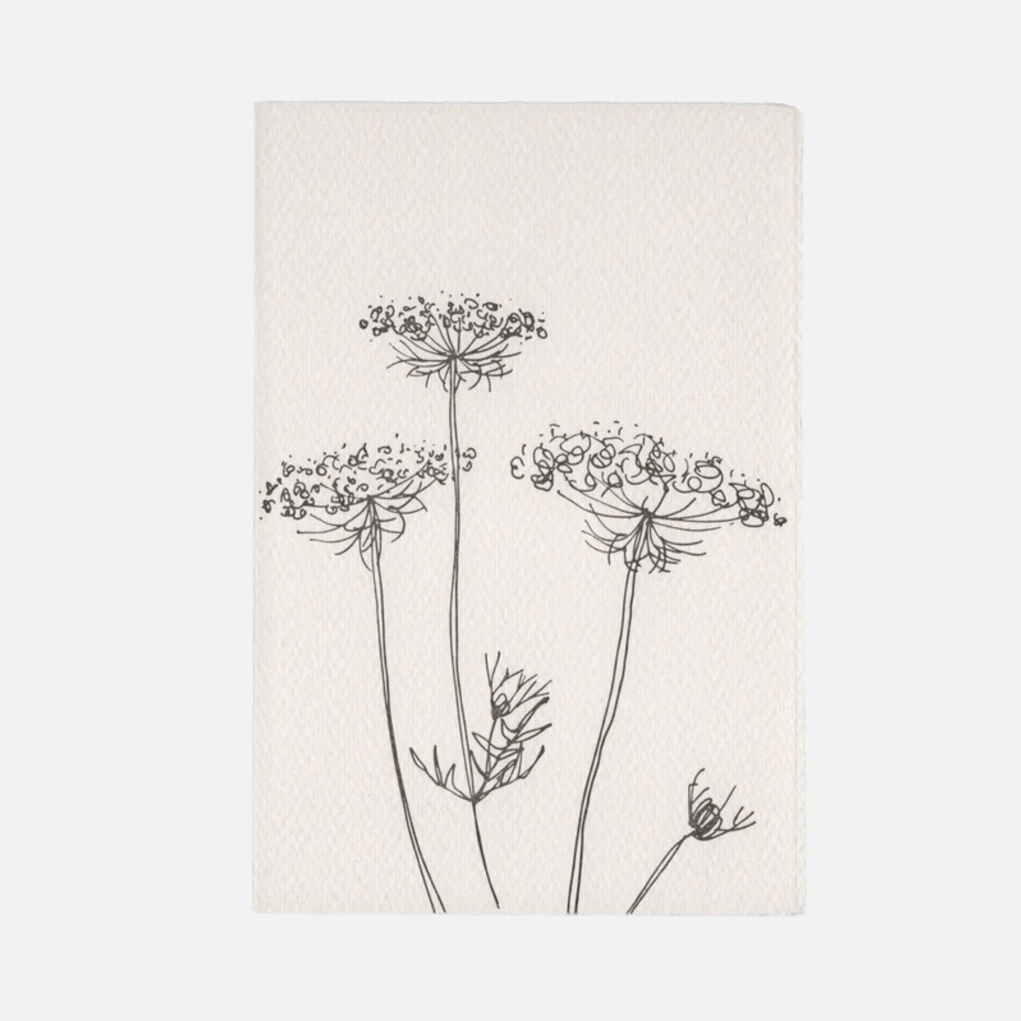 In The Meadow - Queen Anne’s Lace
