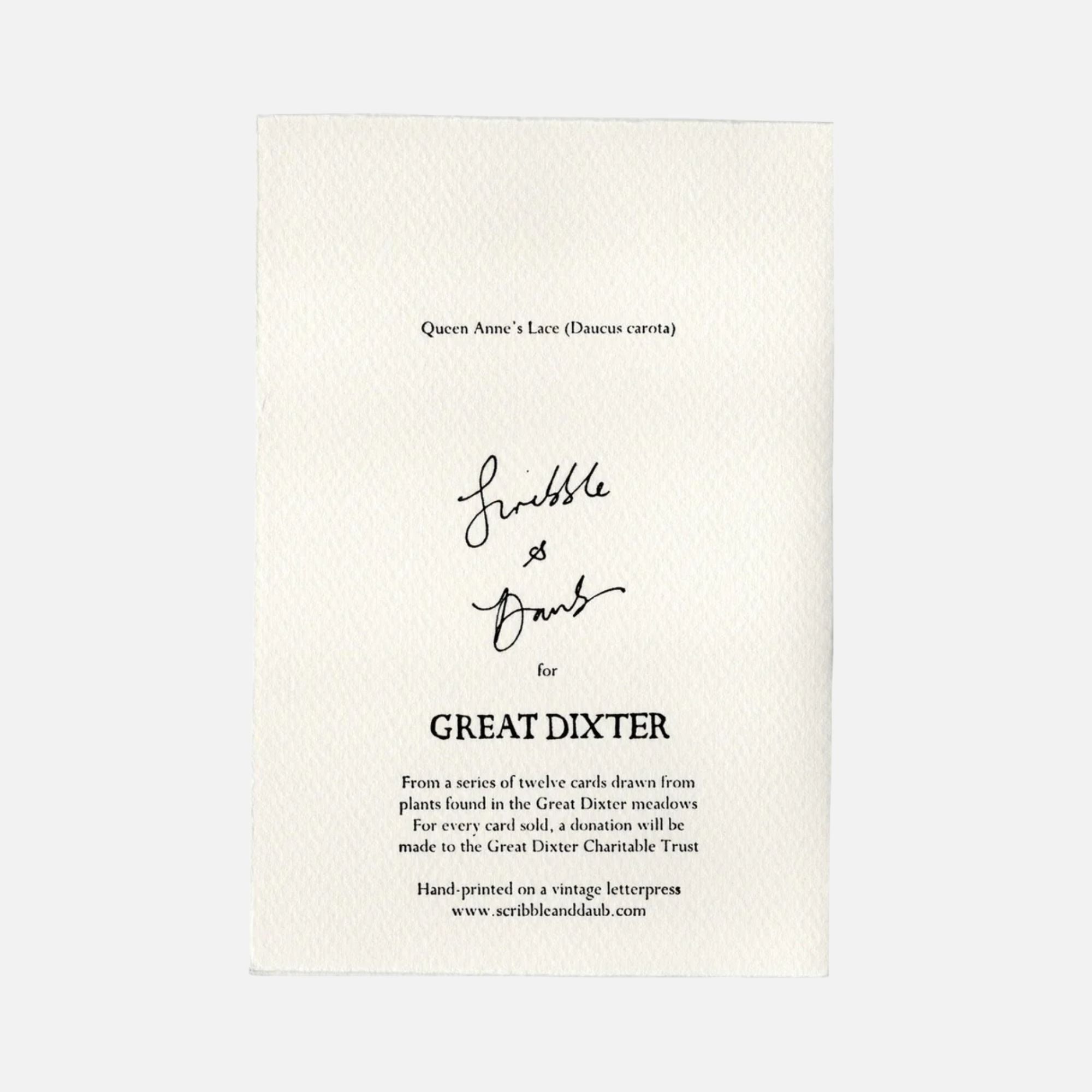 In The Meadow - Queen Anne’s Lace