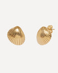 Cockle Stud Earrings