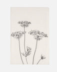 In The Meadow - Queen Anne’s Lace